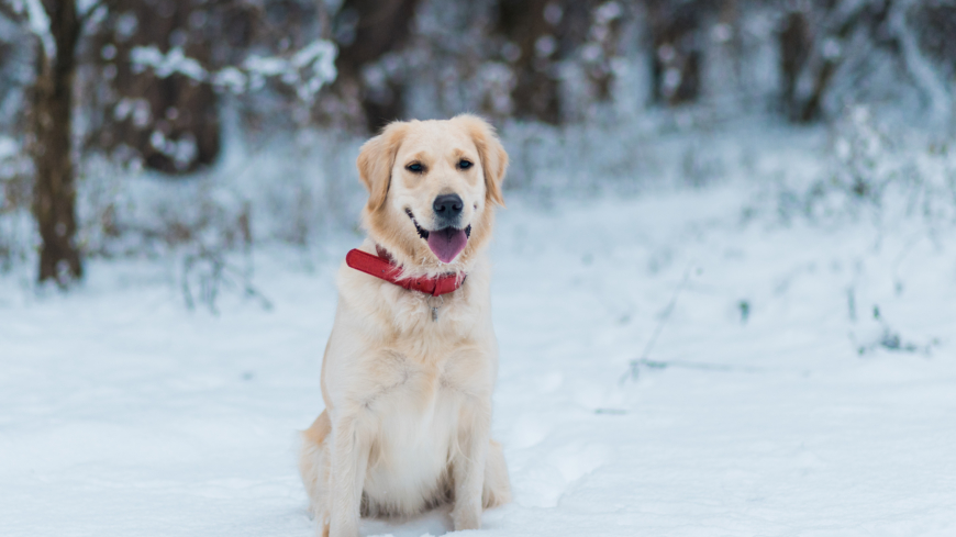 Ett bra täcke eller en jacka i rätt storlek är viktigt om du ser att hunden fryser, se bara till att det sitter bekvämt och inte besvärar hunden på promenaden.  Foto: Shutterstock